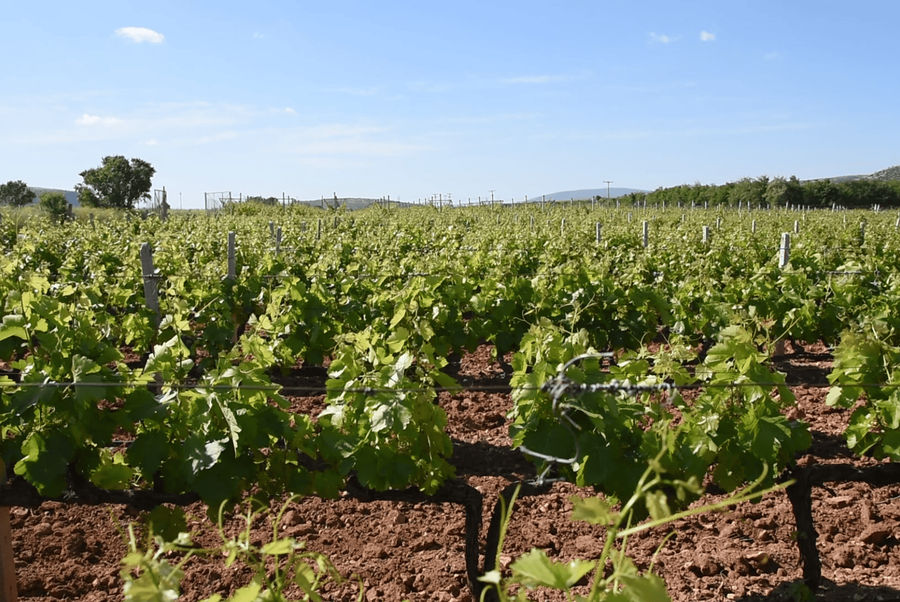 tirnavos-winery-gallery-03.png